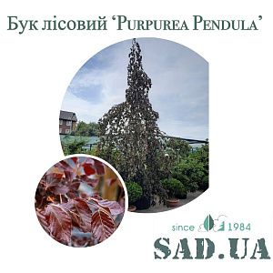 Бук Purpurea Pendula 5,0-5,5м