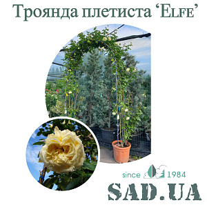Троянда Плетиста (ф.арка) Elfe 2,4 х1,6 м, контейнер 35 л