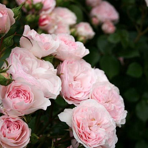Троянда чайно-гібридна (ф.шпалера) Maria Theresia , контейнер 35 л