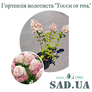 Гортензія Волотиста Touch of pink 30-50см, ( контейнер3 л)