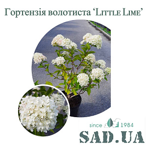 Гортензія Волотиста Little Lime (30-50 см) 5 л