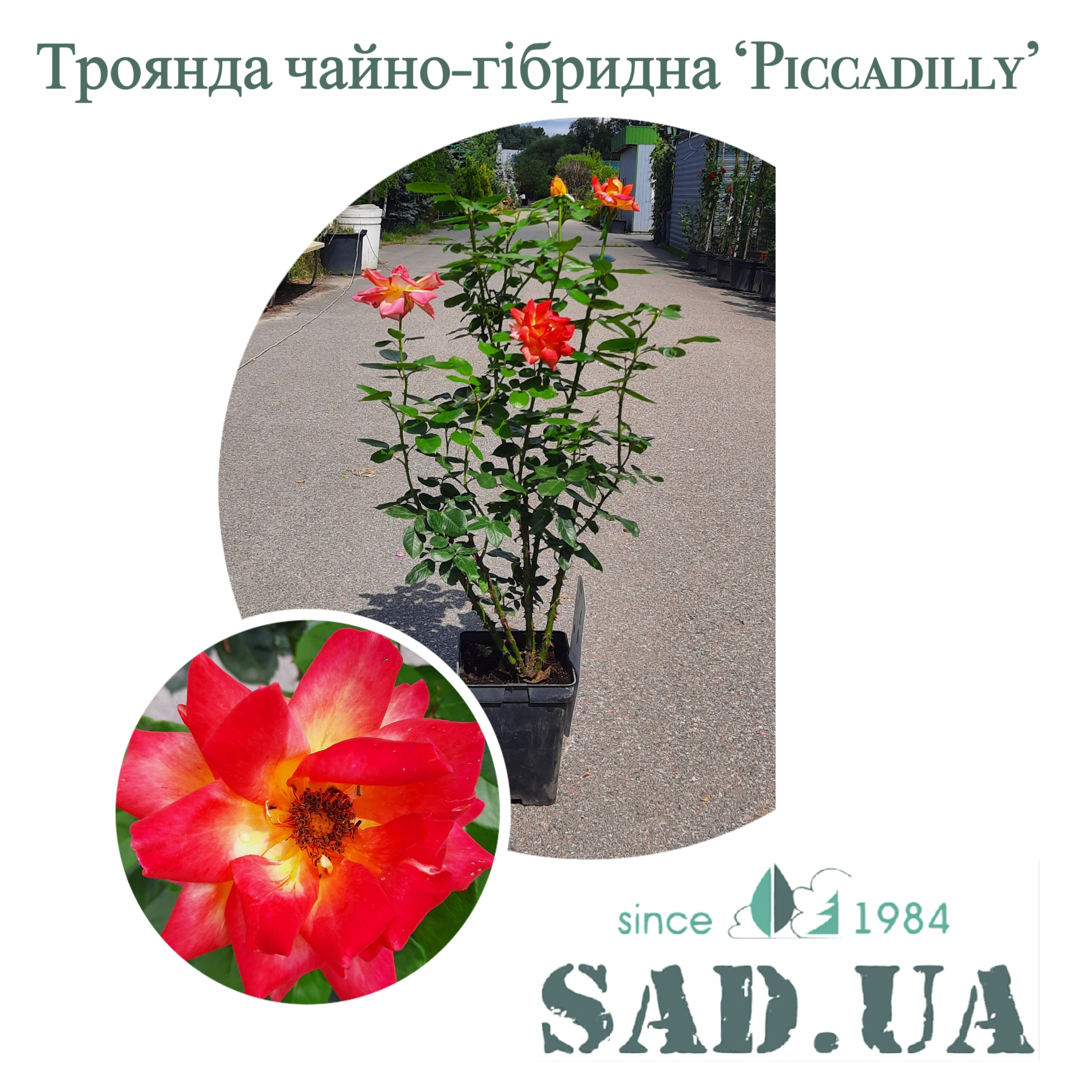 Роза чайно-гибридная Piccadily 40-60см C5 - 0 - SAD.UA 