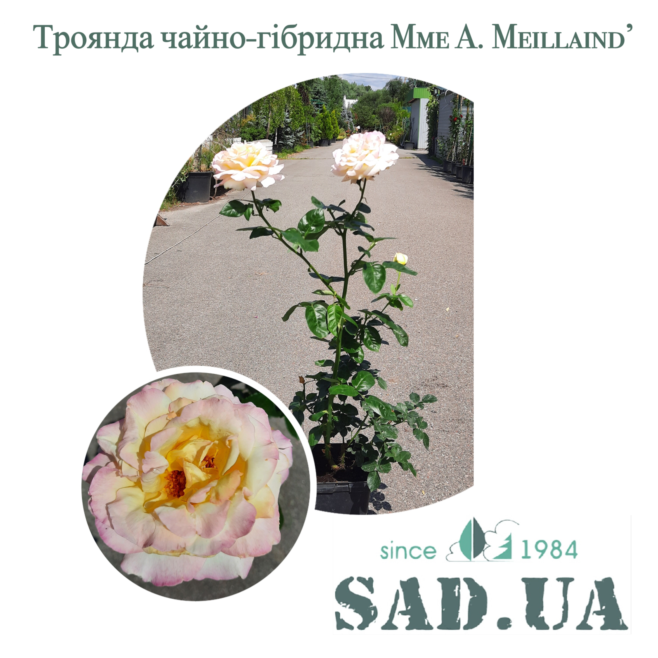Роза чайно-гибридная Mme. A. Meilland 40-60см С5 - 0 - SAD.UA 