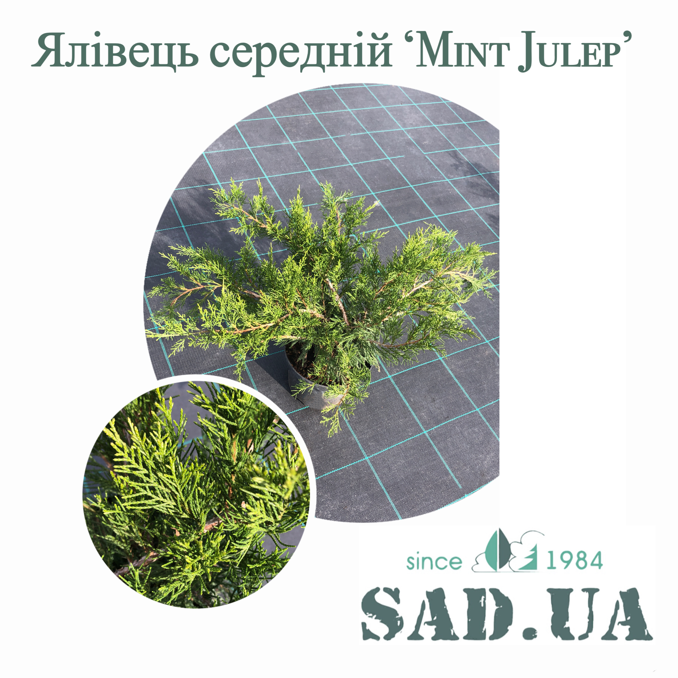 Можжевельник Средний Mint Julep 20-30см, (контейнер 3л) - 0 - SAD.UA 