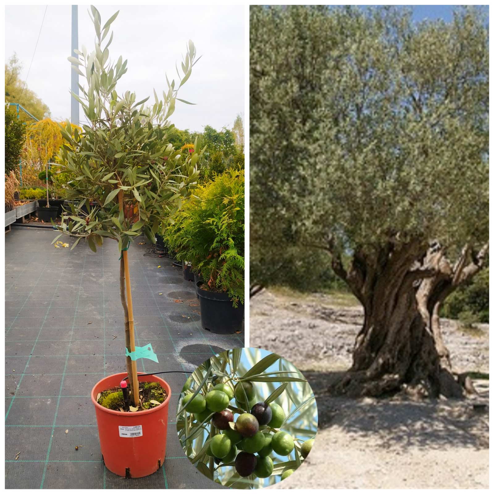 Оливковое Дерево (Europaea) 50-60 см. штамб 40 см (контейнер 5 л) - 0 - SAD.UA 