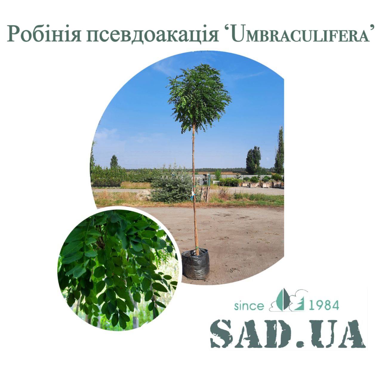 Робиния Лжеакация Umbraculifera 3,5-4,0м,  обхв.ств.  8-10 см (конт. 45л) - 0 - SAD.UA 