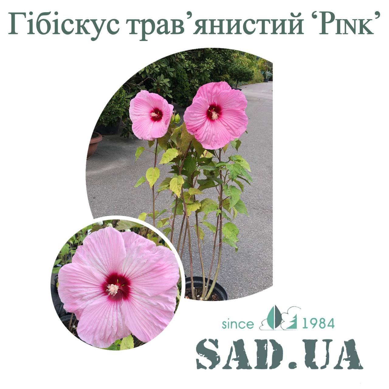 Гибискус Травянистый Pink, выс.50-60см, конт.3-5л - 0 - SAD.UA 