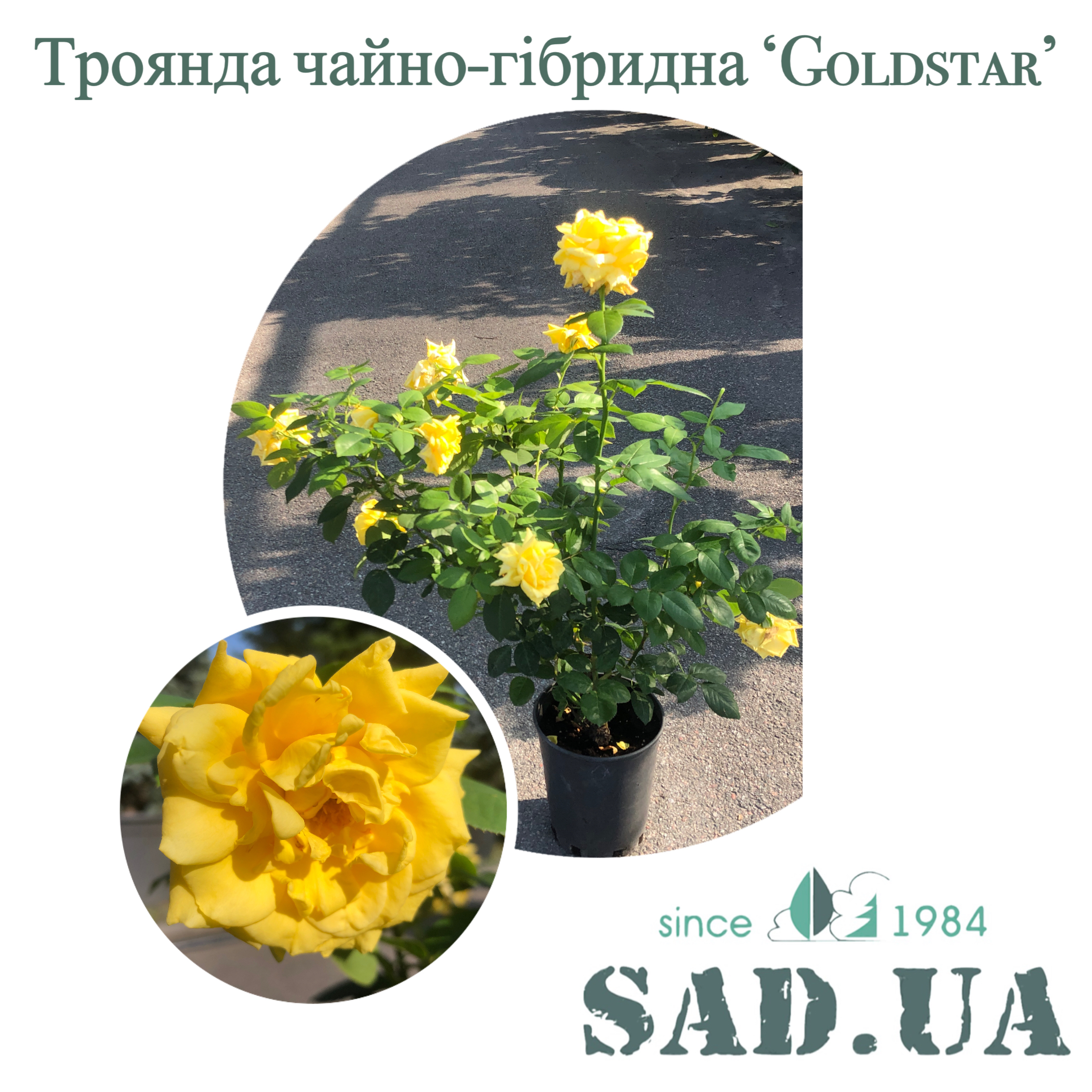 Роза чайно-гибридная Goldstar 40-60см  C5 - 0 - SAD.UA 