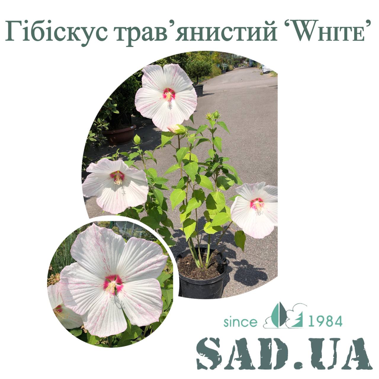 Гибискус Травянистый White, выс.50-60см, конт.3-5л - 0 - SAD.UA 