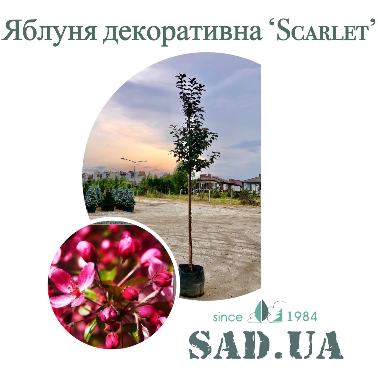 Яблоня декоративная "Scarlet"  3,0-3,5м, обхв.ст. 8-10 см, (конт. 45л) - 0 - SAD.UA 