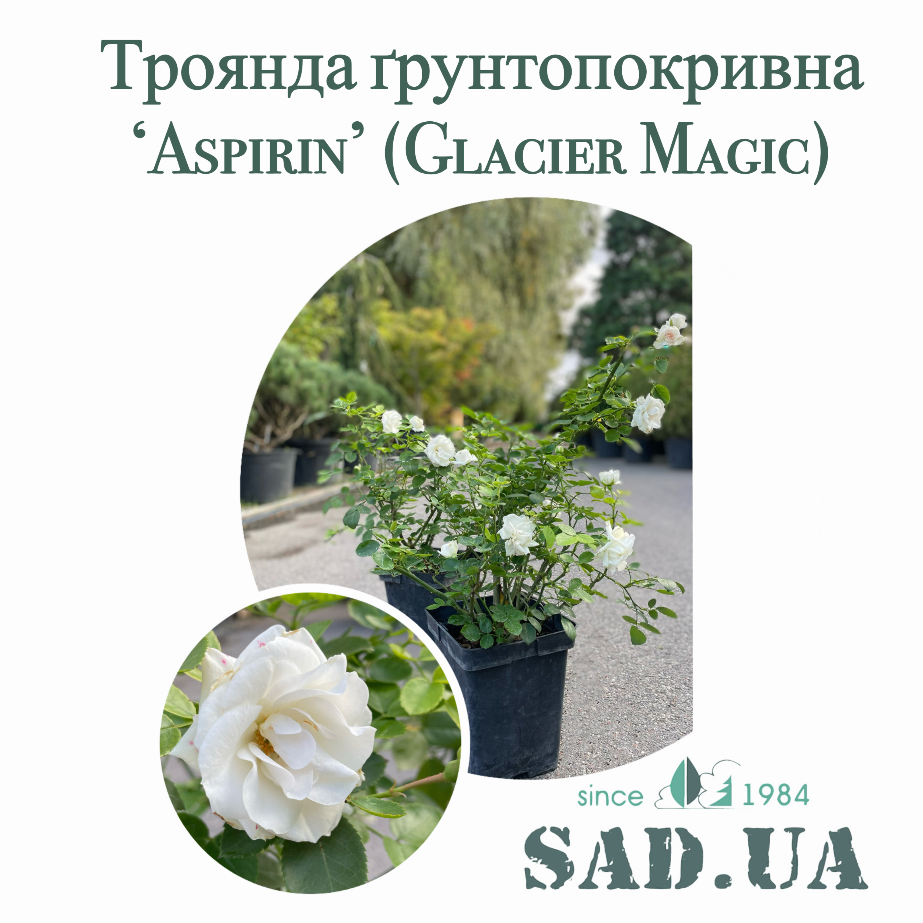 Роза. Почвопокровная Aspirin / Glacier Magic / special Child 40-60см, контейнер 4л - 0 - SAD.UA 