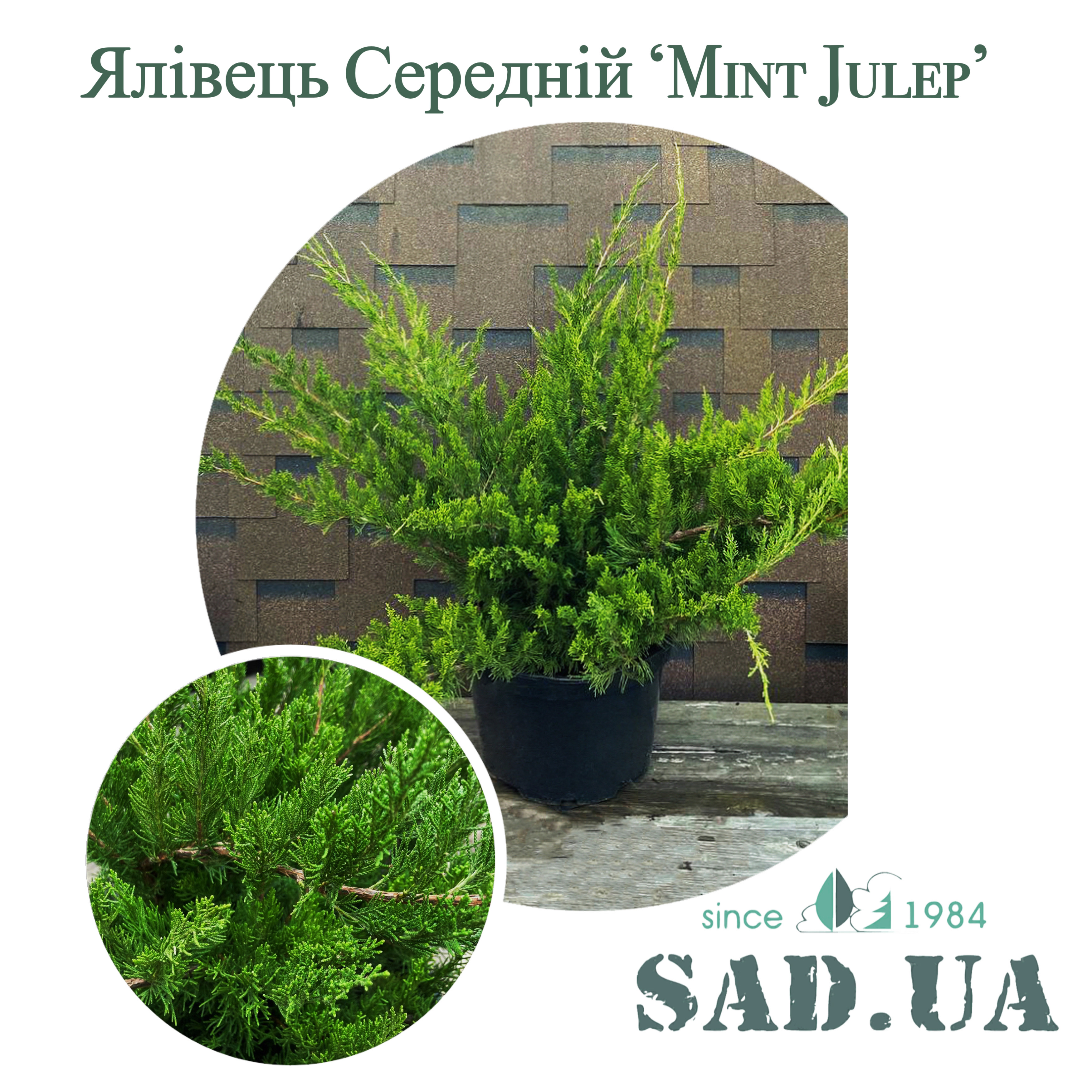 Ялівець Середній Mint Julep 80-100см, (контейнер 25л) - 0 - SAD.UA 