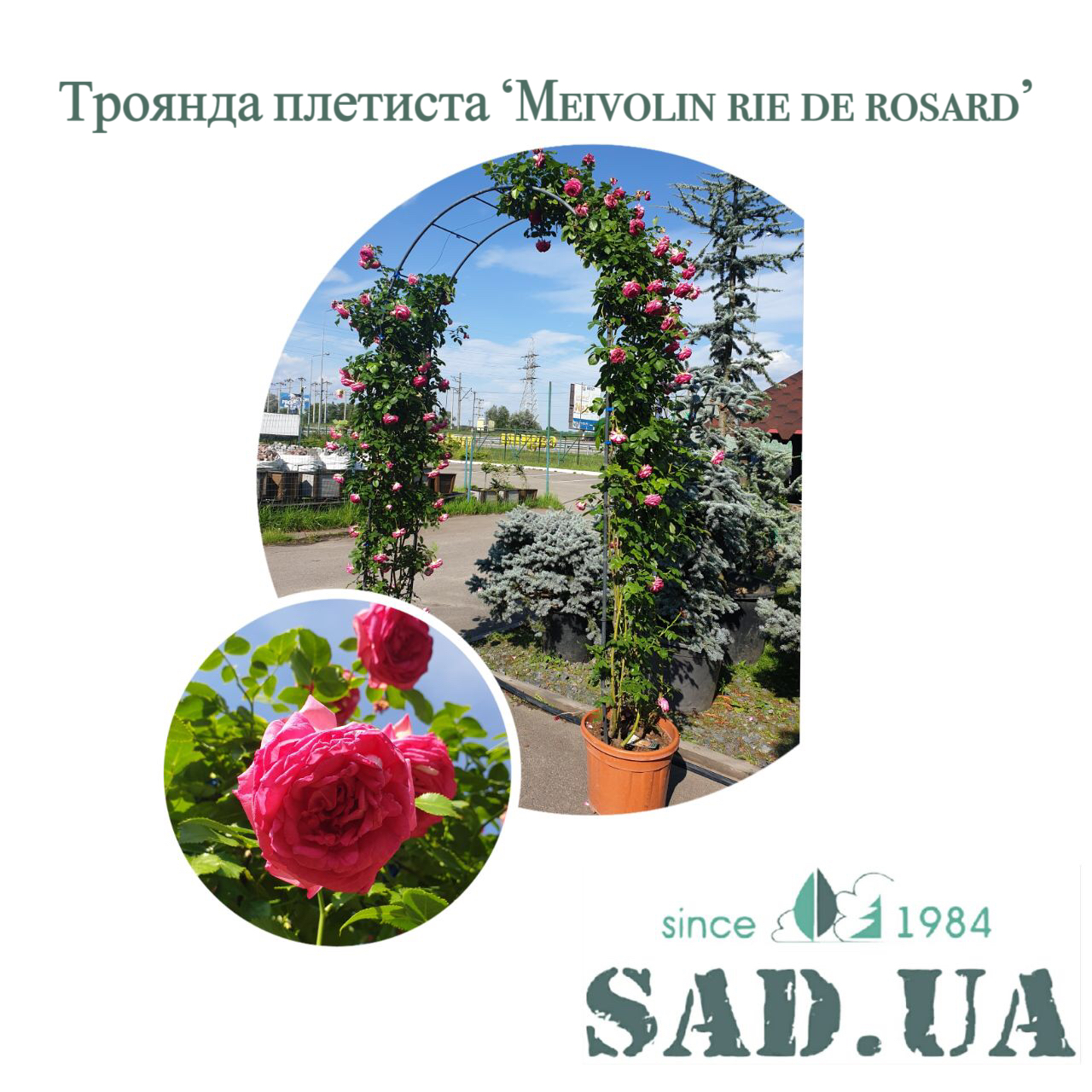 Роза. Плетистая Meivolin rie de rosard 2,4х1,6м (ф.арка), контейнер 35 л - 0 - SAD.UA 