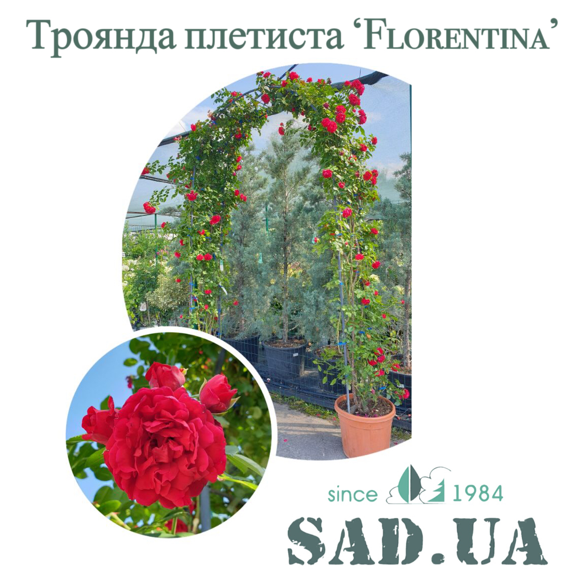 Троянда. Плетиста Florentina 2,4х1,6м (ф.арка), контейнер 35 л - 0 - SAD.UA 