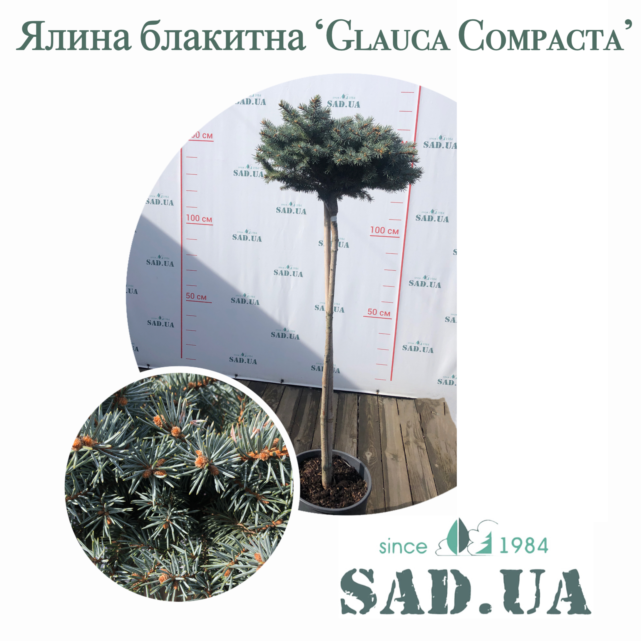 Ель Голубая Glauca Compacta, штамб 80см  (контейнер 18л) - 0 - SAD.UA 