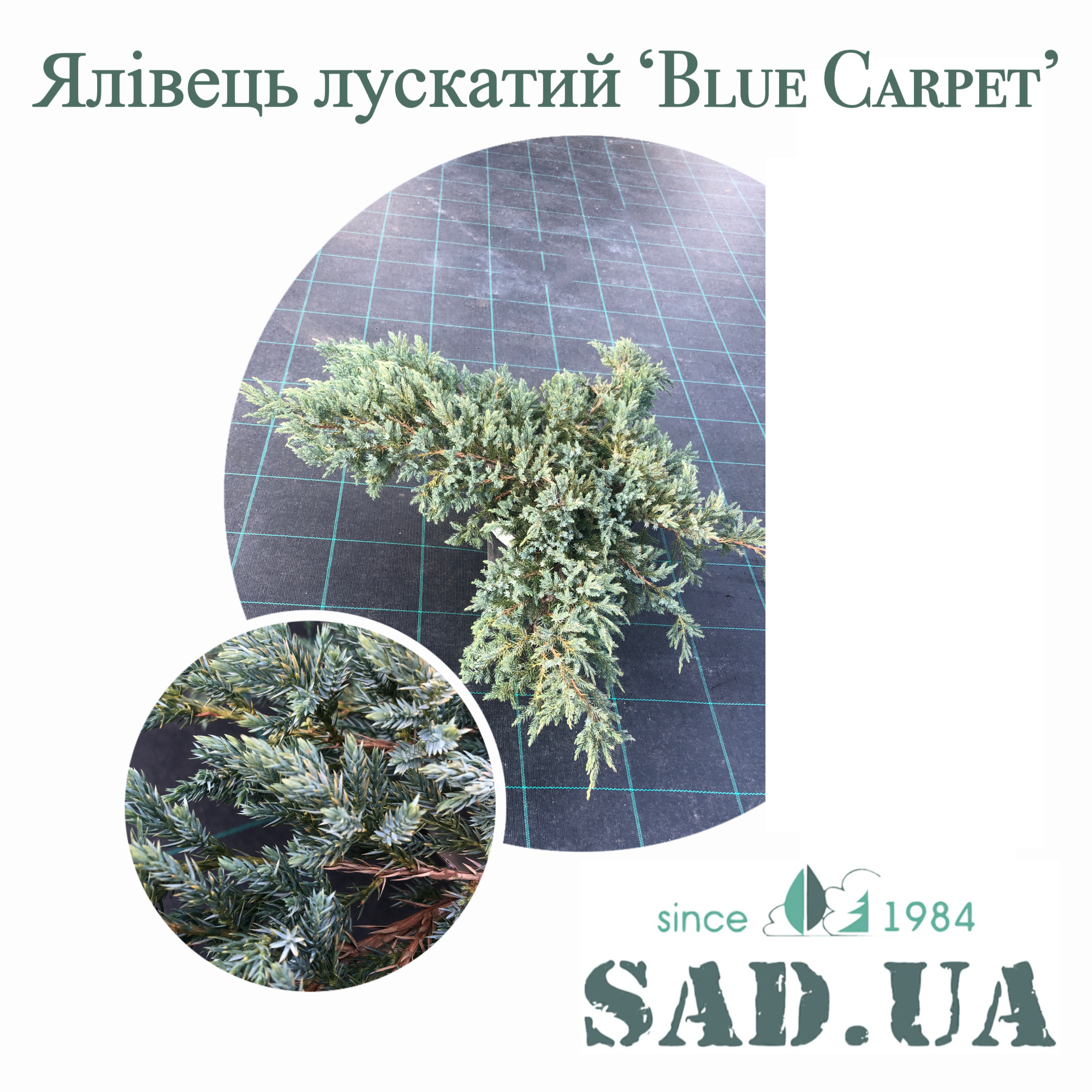 Можжевельник Чешуйчастый Blue Carpet 40-50см, (контейнер 7,5л) - 0 - SAD.UA 
