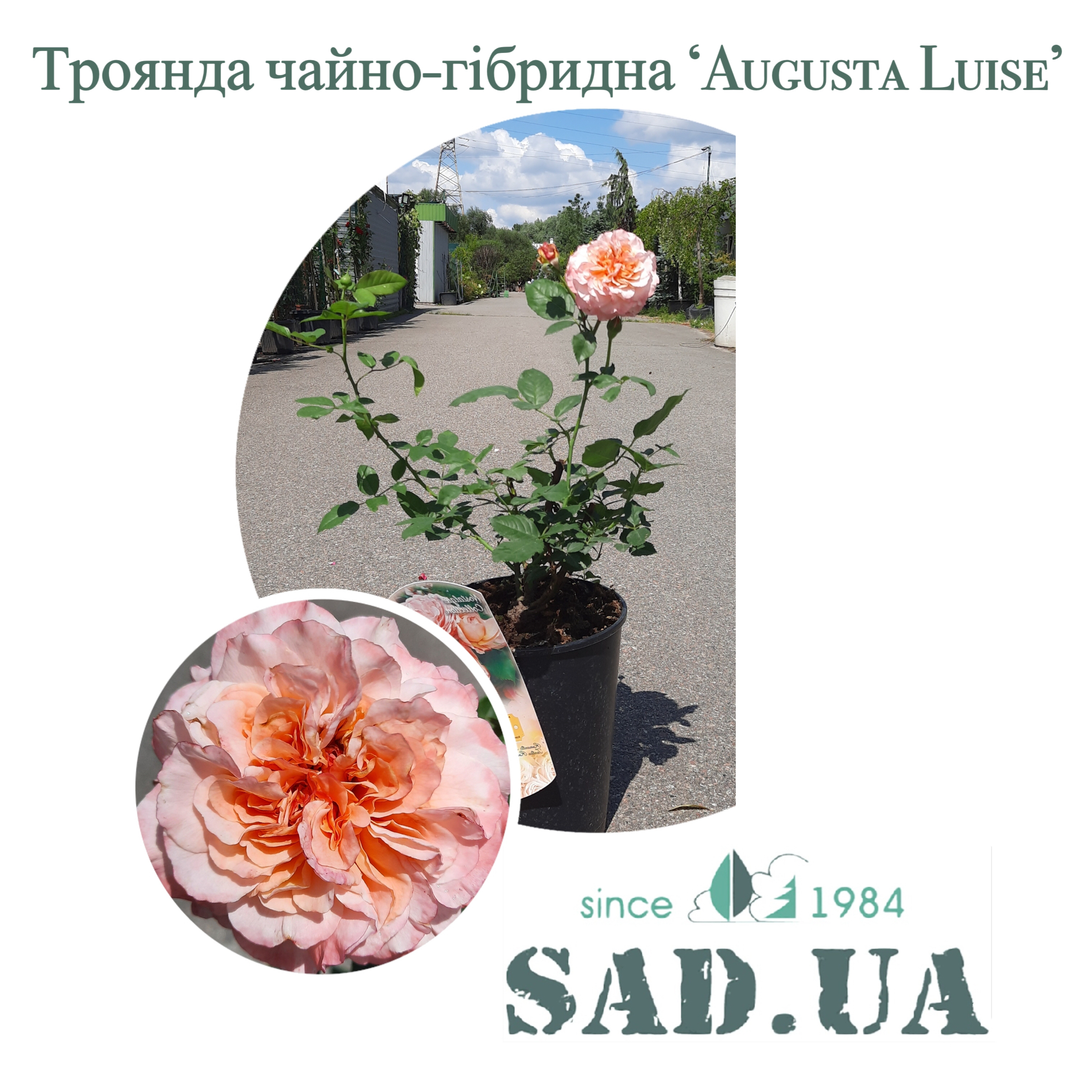 Роза Чайно-гибридная Augusta Luise / Fox-Trot-Rachel C5 - 0 - SAD.UA 