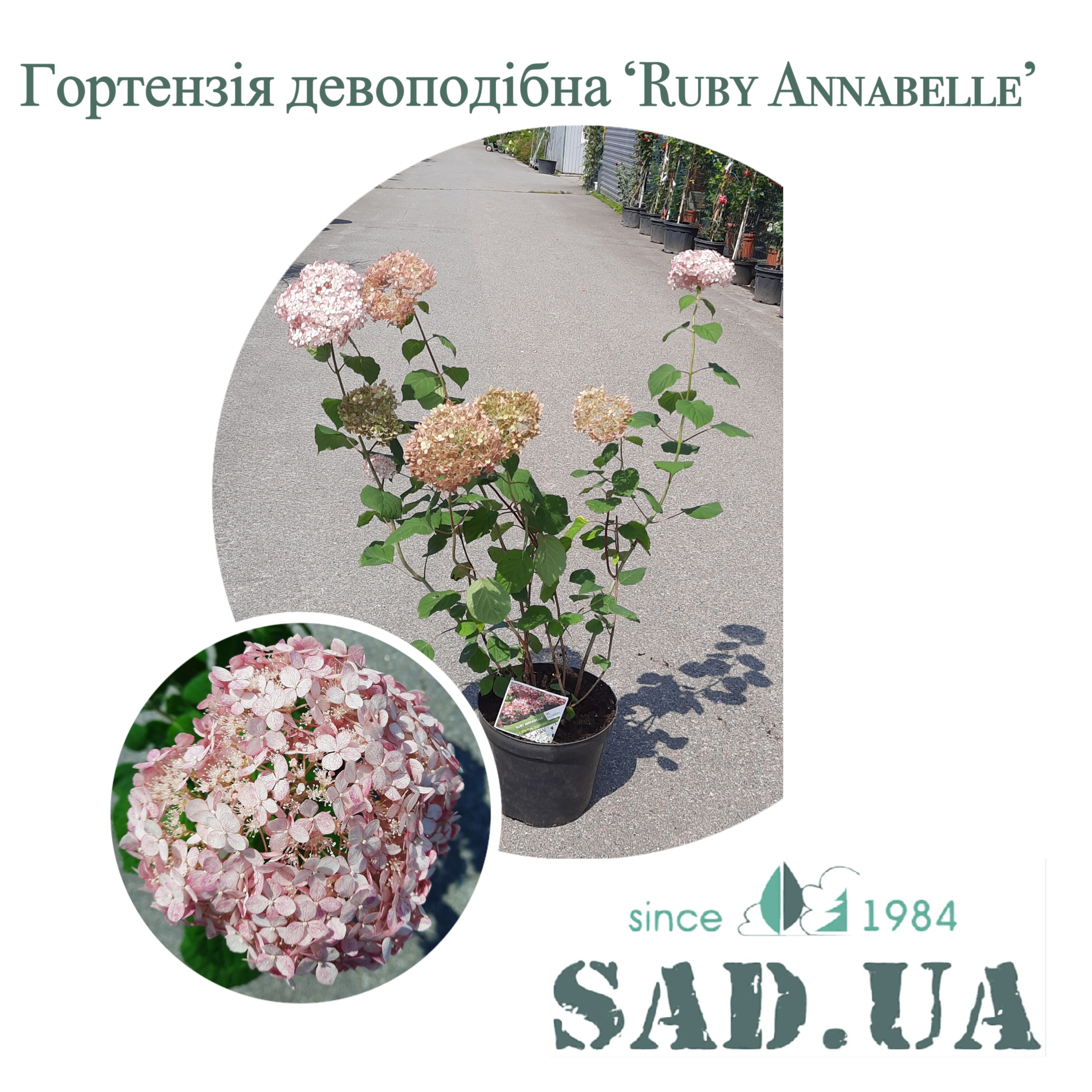 Гортензия Древовидная Ruby Annabelle 40-50см, (контейнер 10л) - 0 - SAD.UA 