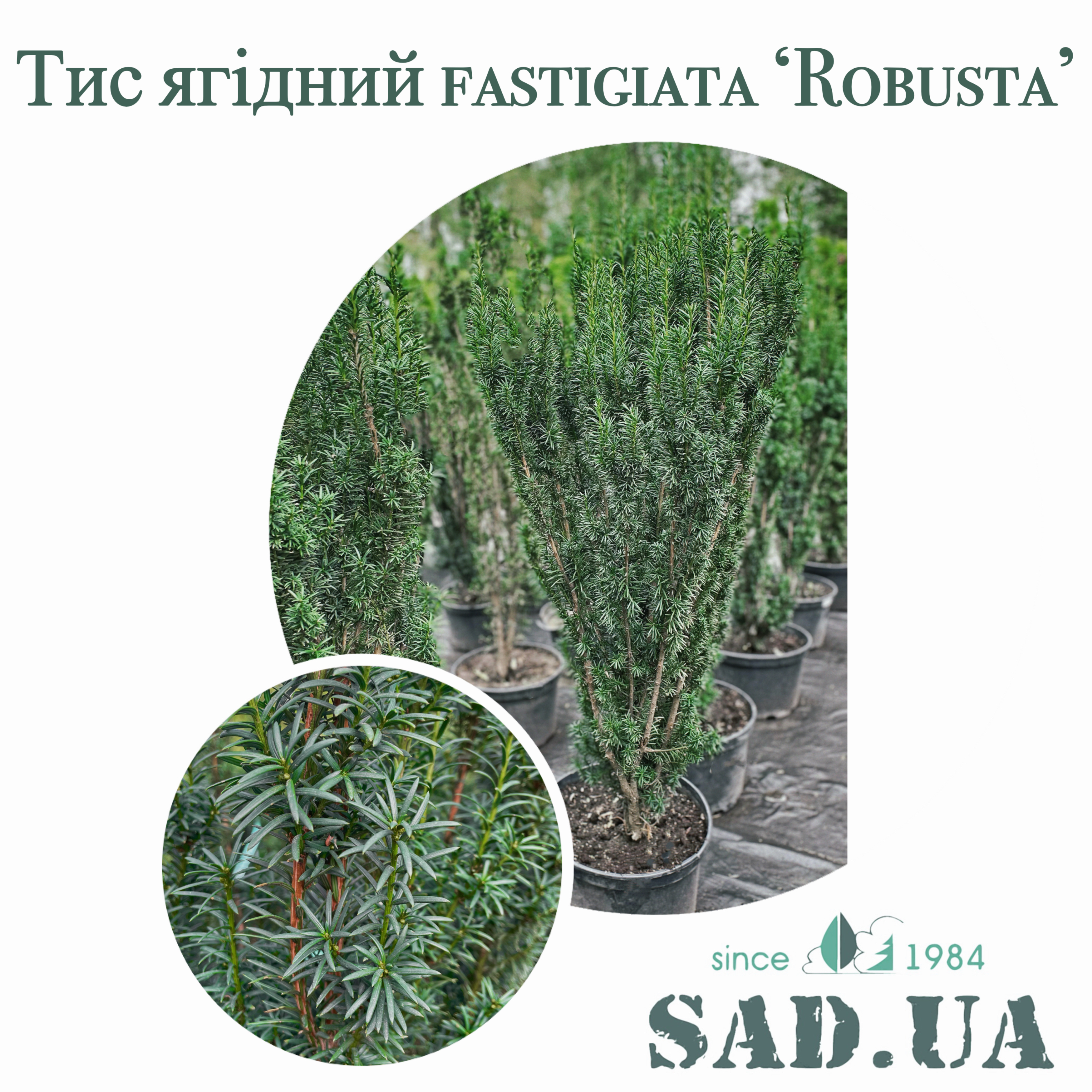 Тис Ягодный Fastigiata "Robusta" 1,4-1,6м, (контейнер 25л) - 0 - SAD.UA 