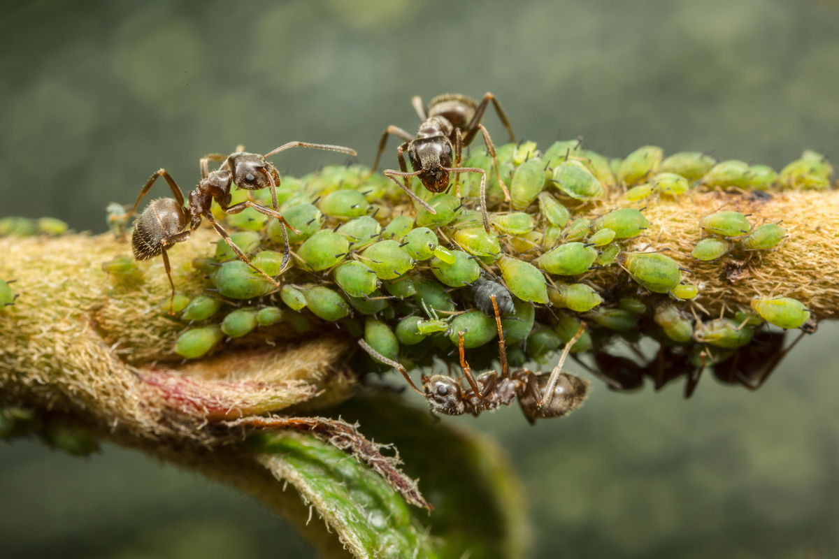 Как защитить деревья от муравьев