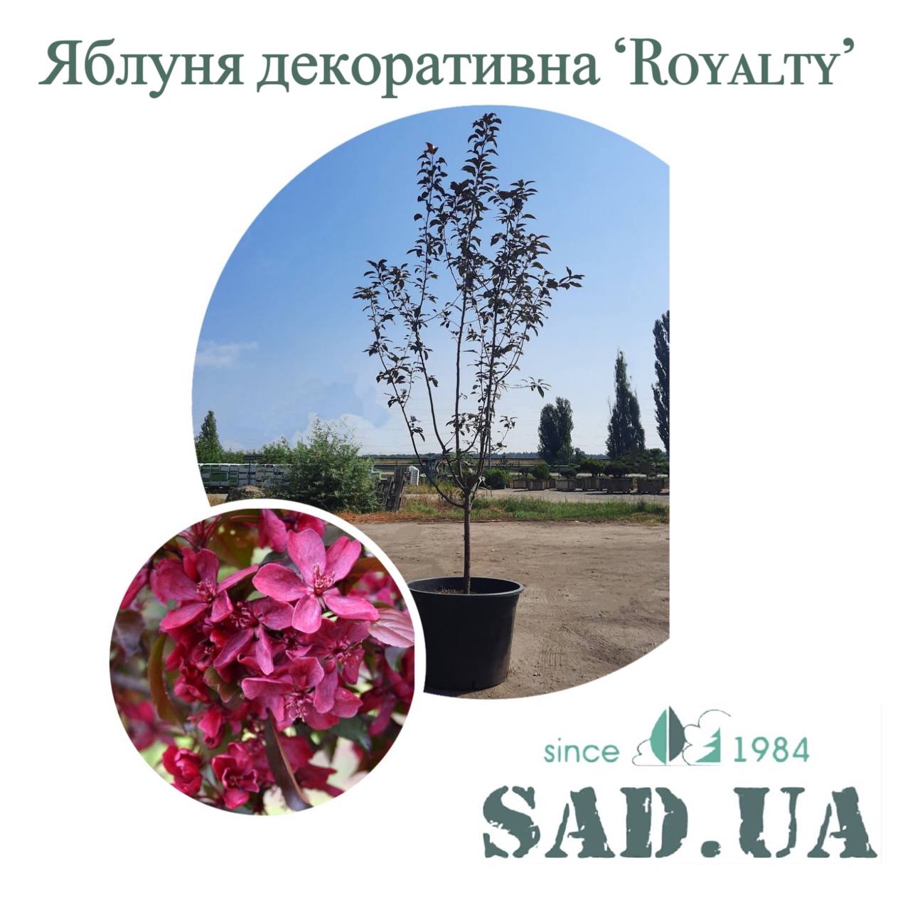 Яблоня декоративная Royalty 2,0-2,5м, (конт. 60л) - 0 - SAD.UA 