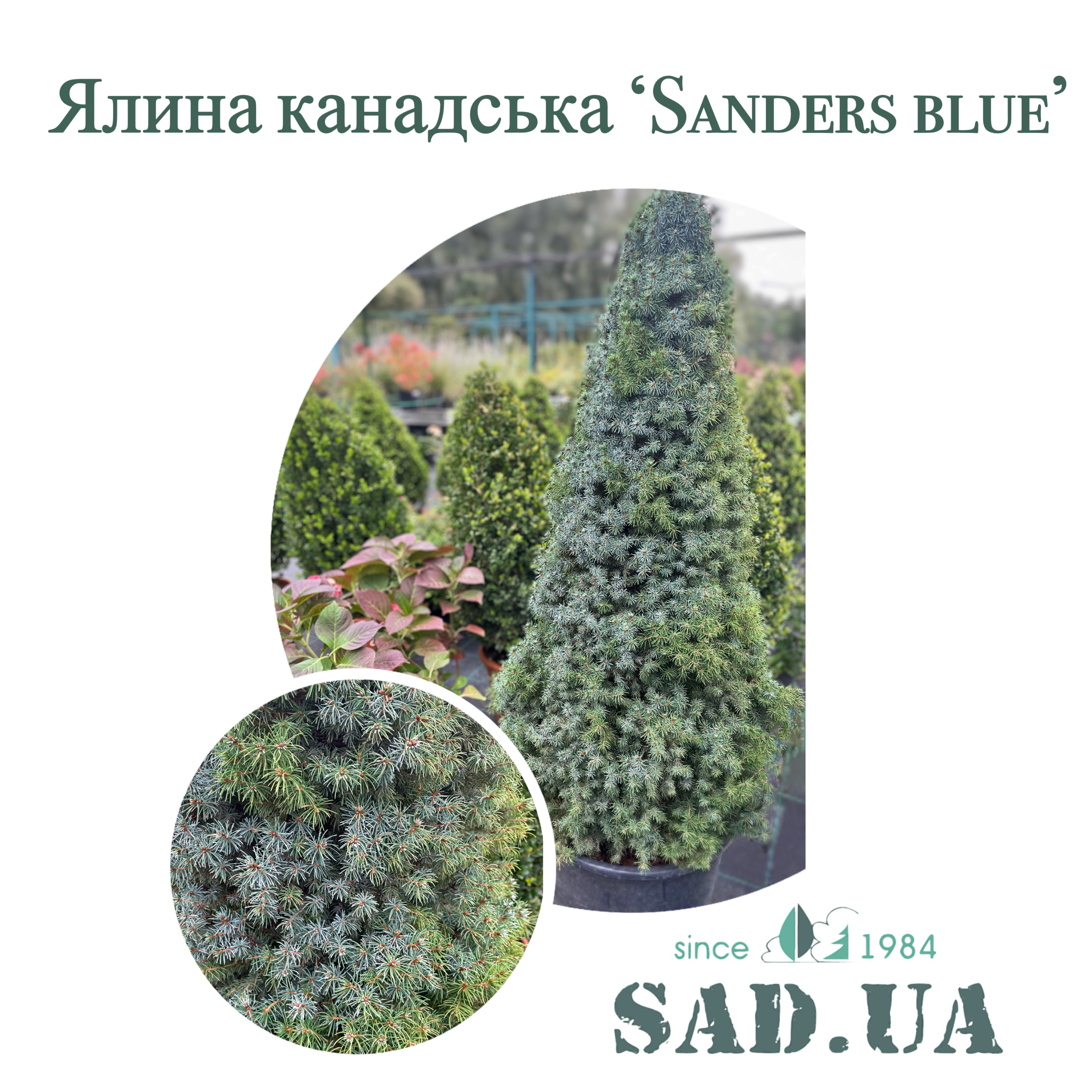 Ель Канадская Sanders Blue 1.0-1.2м, ком - 0 - SAD.UA 
