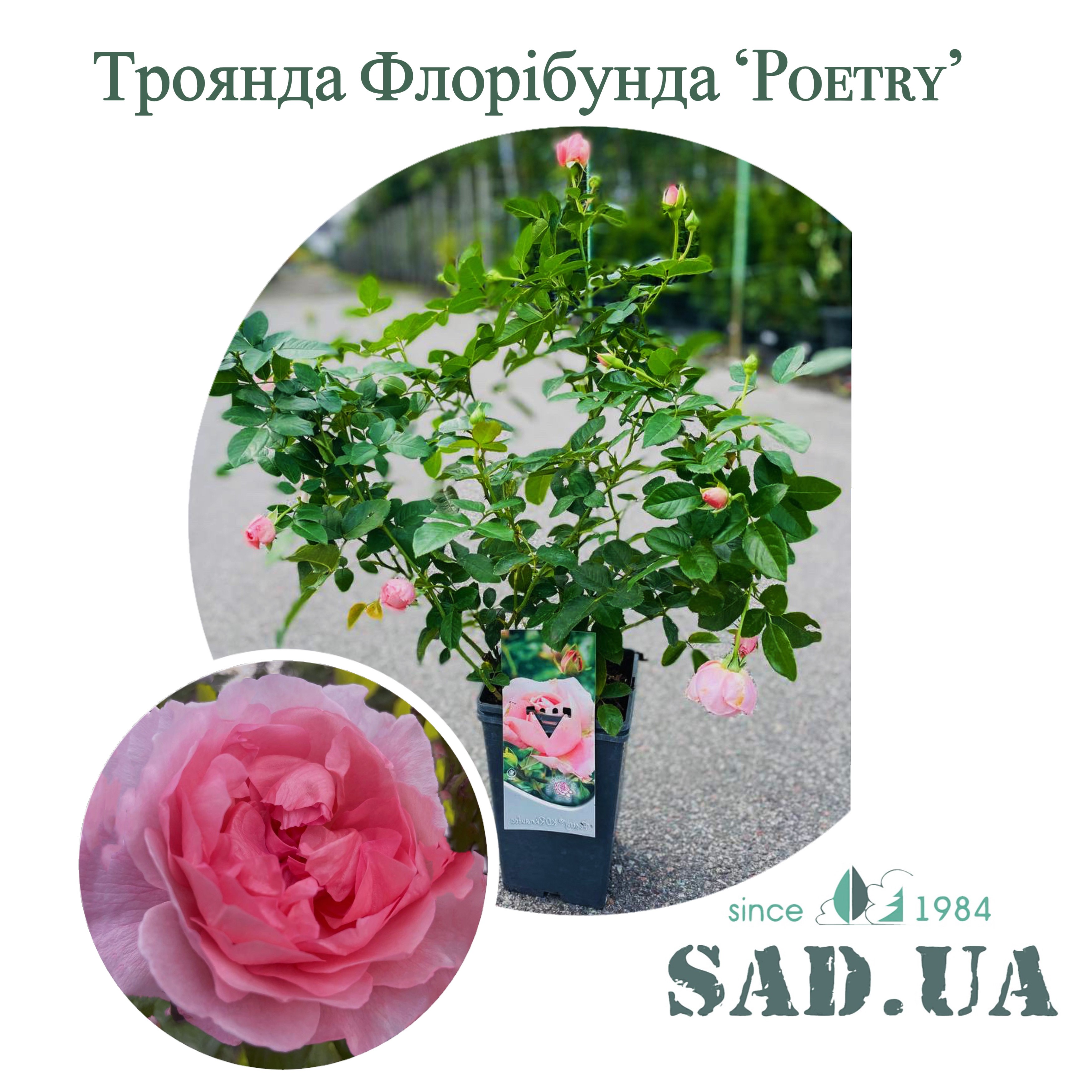 Троянда Флорібунда Poetry 50-70см, контейнер 4 л - 0 - SAD.UA 
