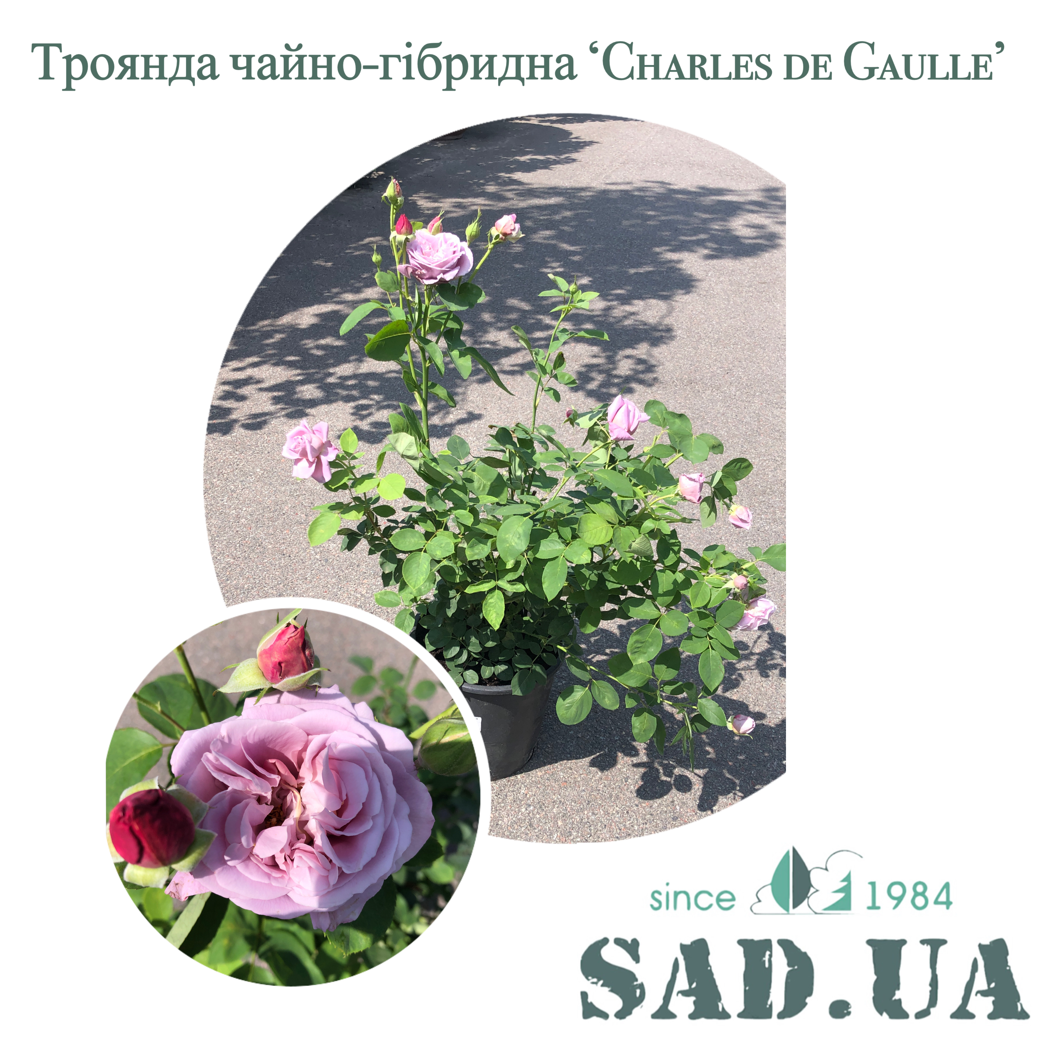 Роза чайно-гибридная Charles de Gaulle 40-60см - 0 - SAD.UA 