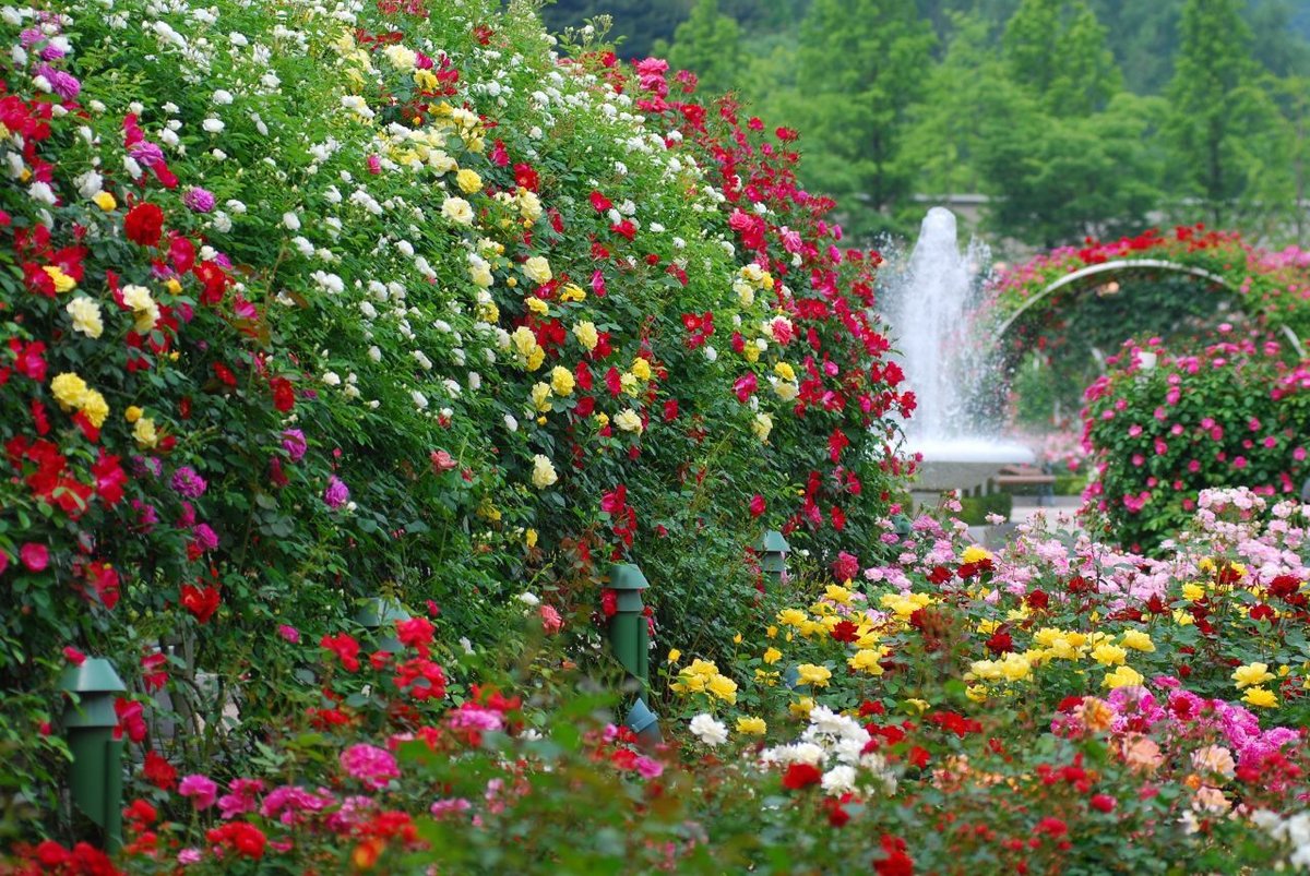 Где посадить розы - от садового центра sad.ua