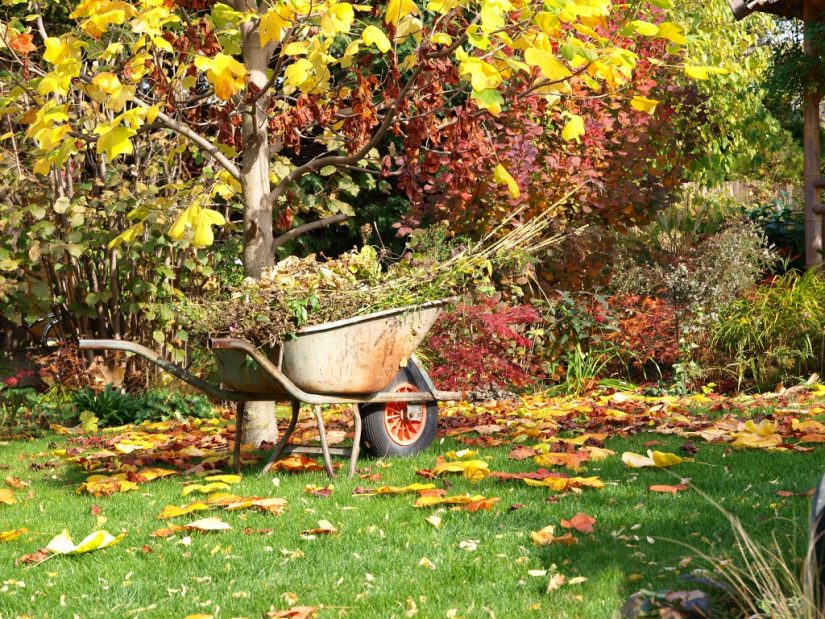 Что делать осенью с листвой?