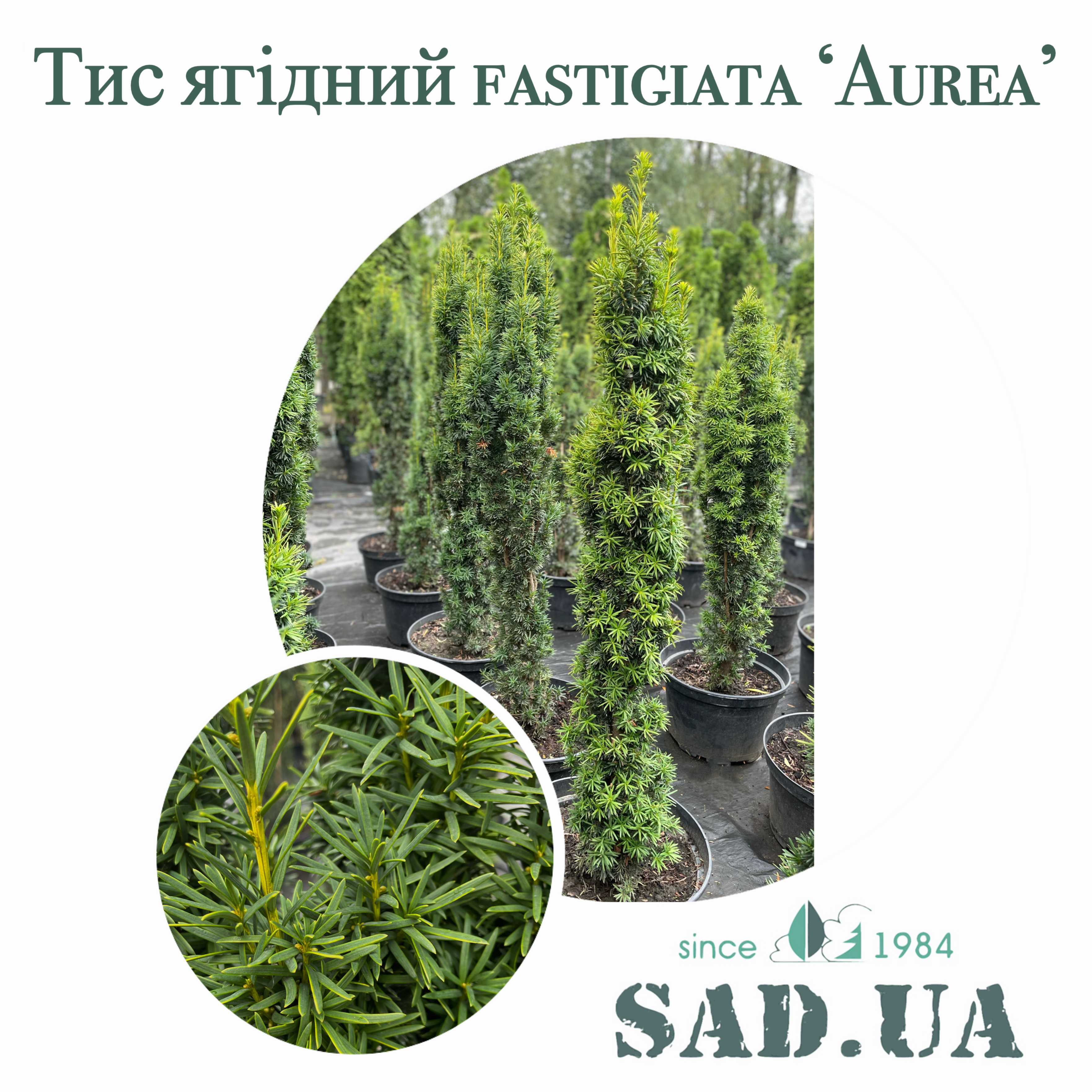 Тис Ягодный Fastigiata Aurea 2,2-2,4 м  (контейнер 25л) - 0 - SAD.UA 