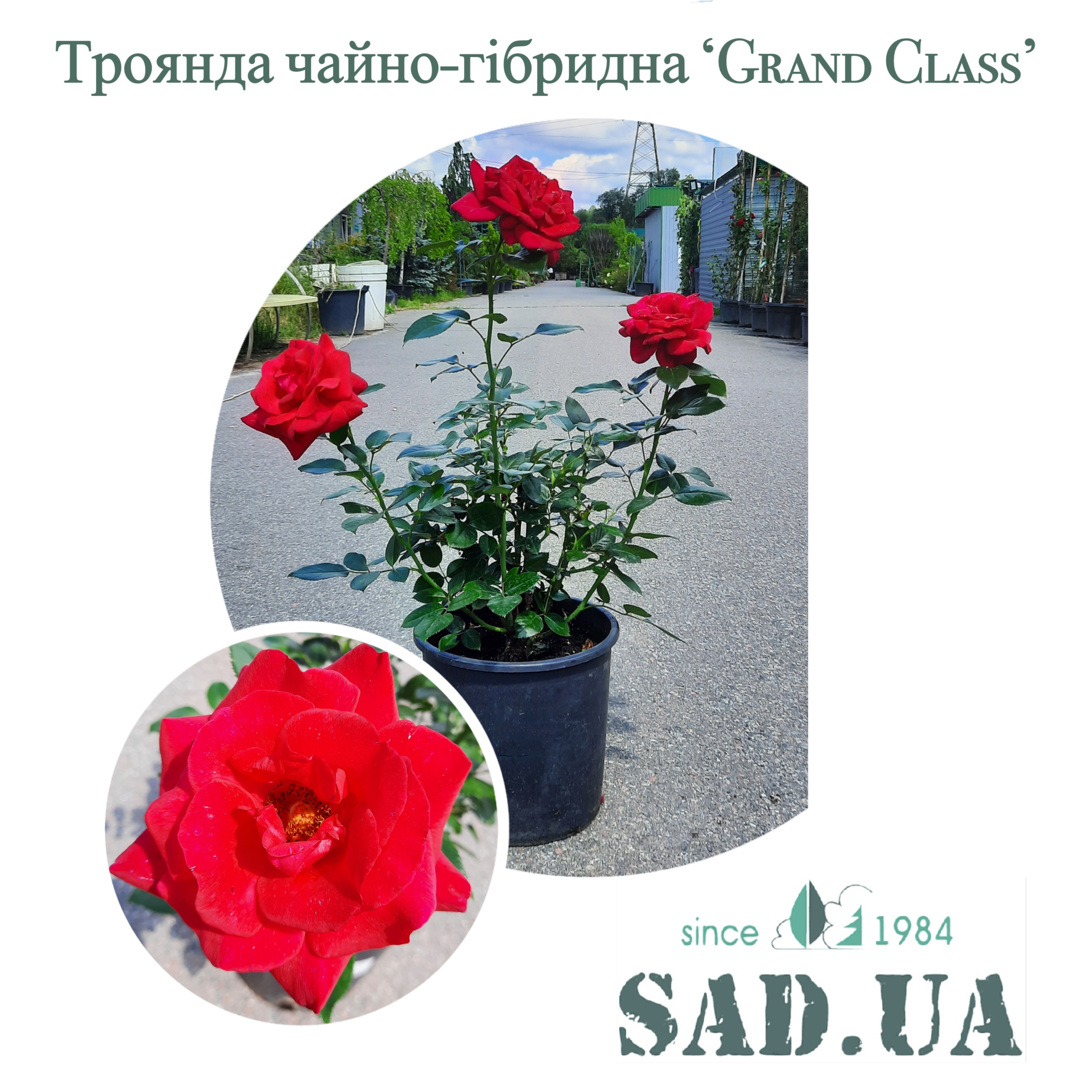 Роза чайно-гибридная Grand Class 40-60см C5 - 0 - SAD.UA 