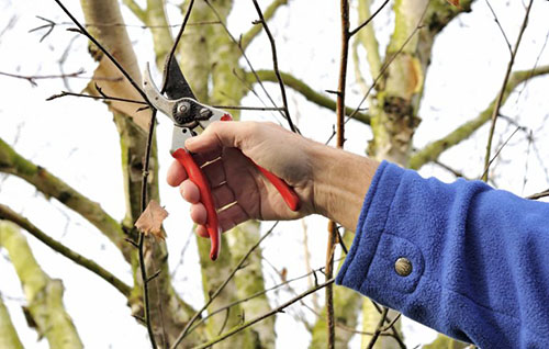Как правильно обрезать фруктовые деревья