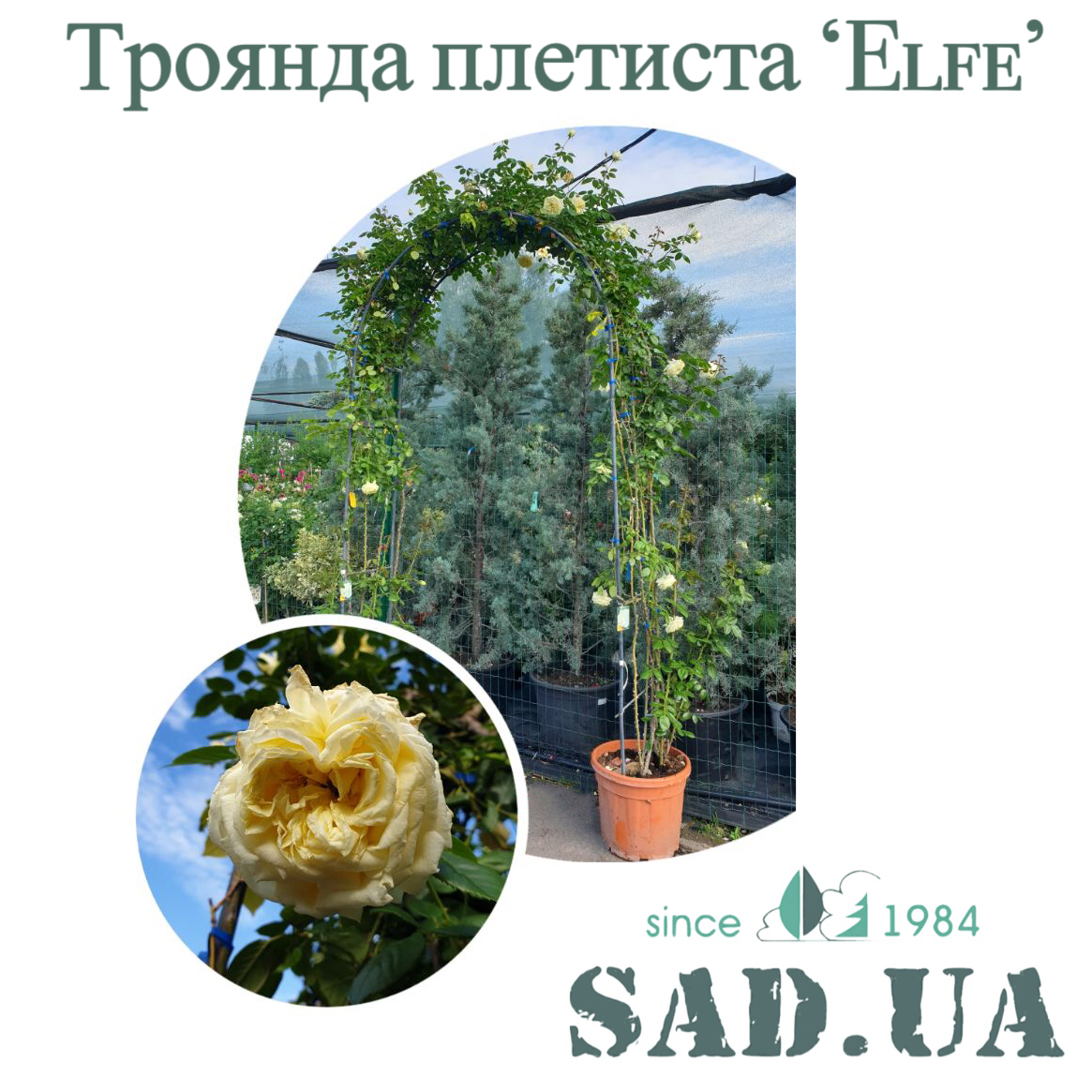 Роза. Плетистая Elfe 2,4 х1,6 м (ф.арка), контейнер 35 л - 0 - SAD.UA 
