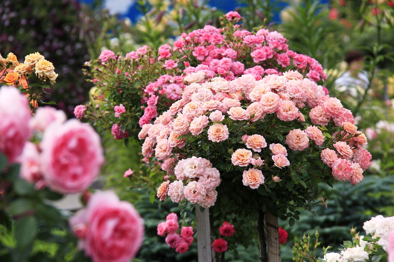 Потрясающий сад-парк с розами Марии Захаровой в Подмосковье