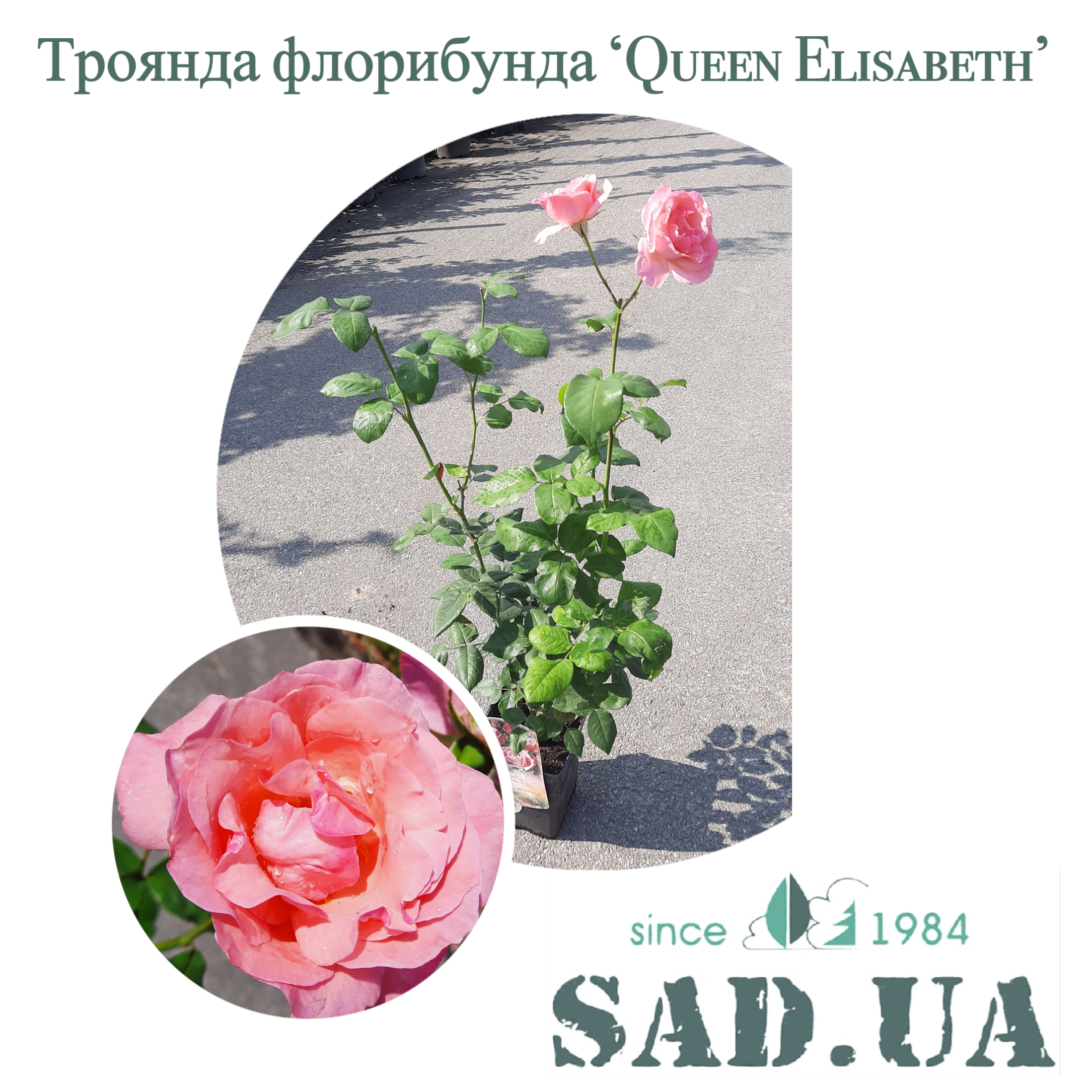 Роза Флорибунда Queen Elisabeth 40-60см C5 - 0 - SAD.UA 