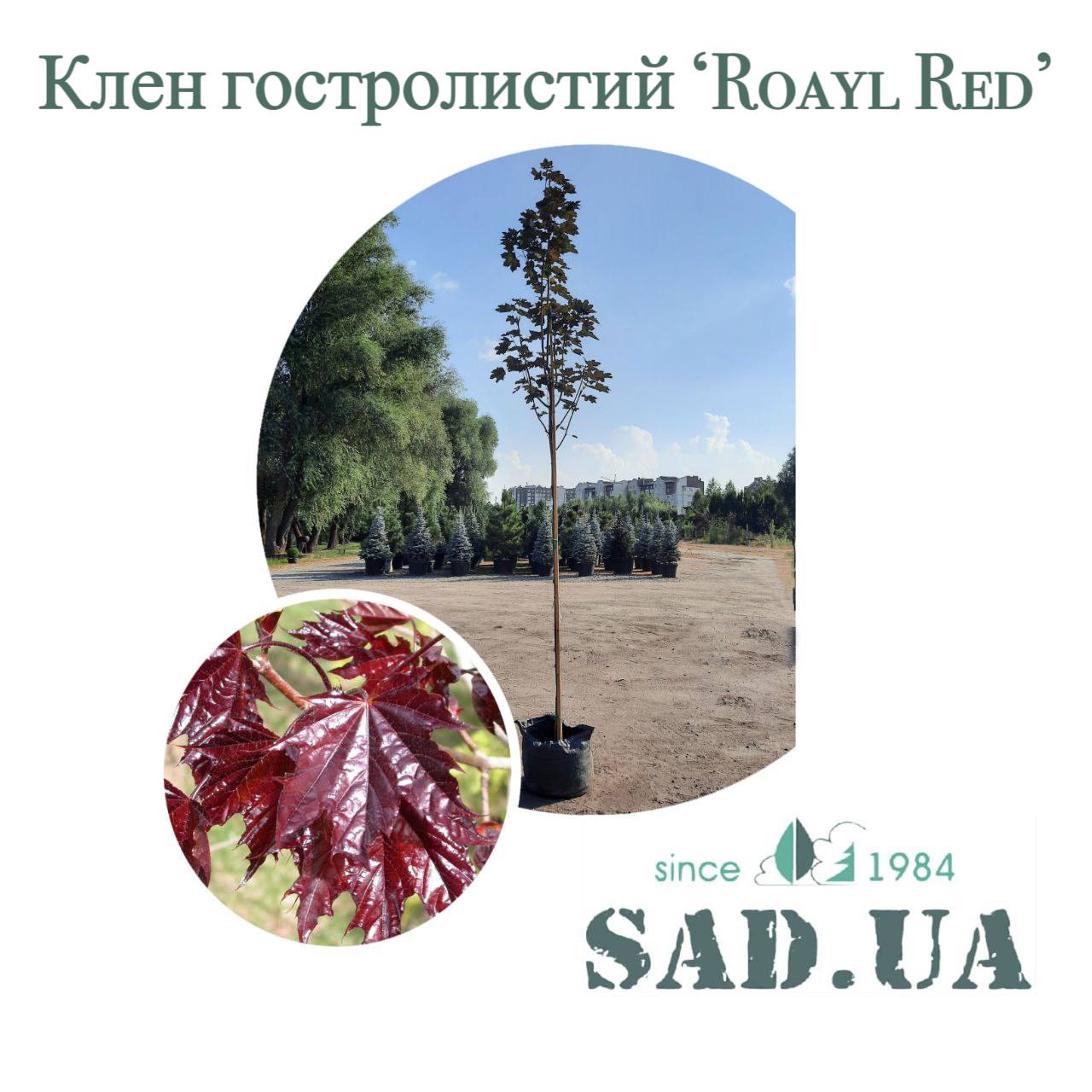 Клен Остролистный "Royal Red"  3,0-3,5м,  обхв.ств. 8-10 см (конт. 45л) - 0 - SAD.UA 