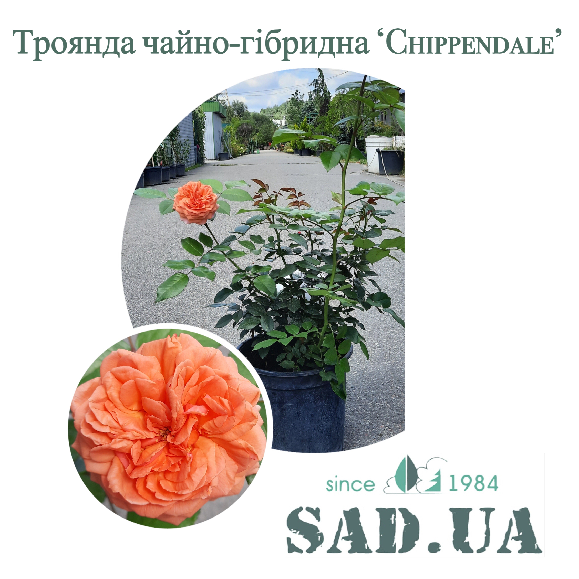 Роза чайно-гибридная Chippendale / Duchess of Corwall 40-60см, C7 - 0 - SAD.UA 