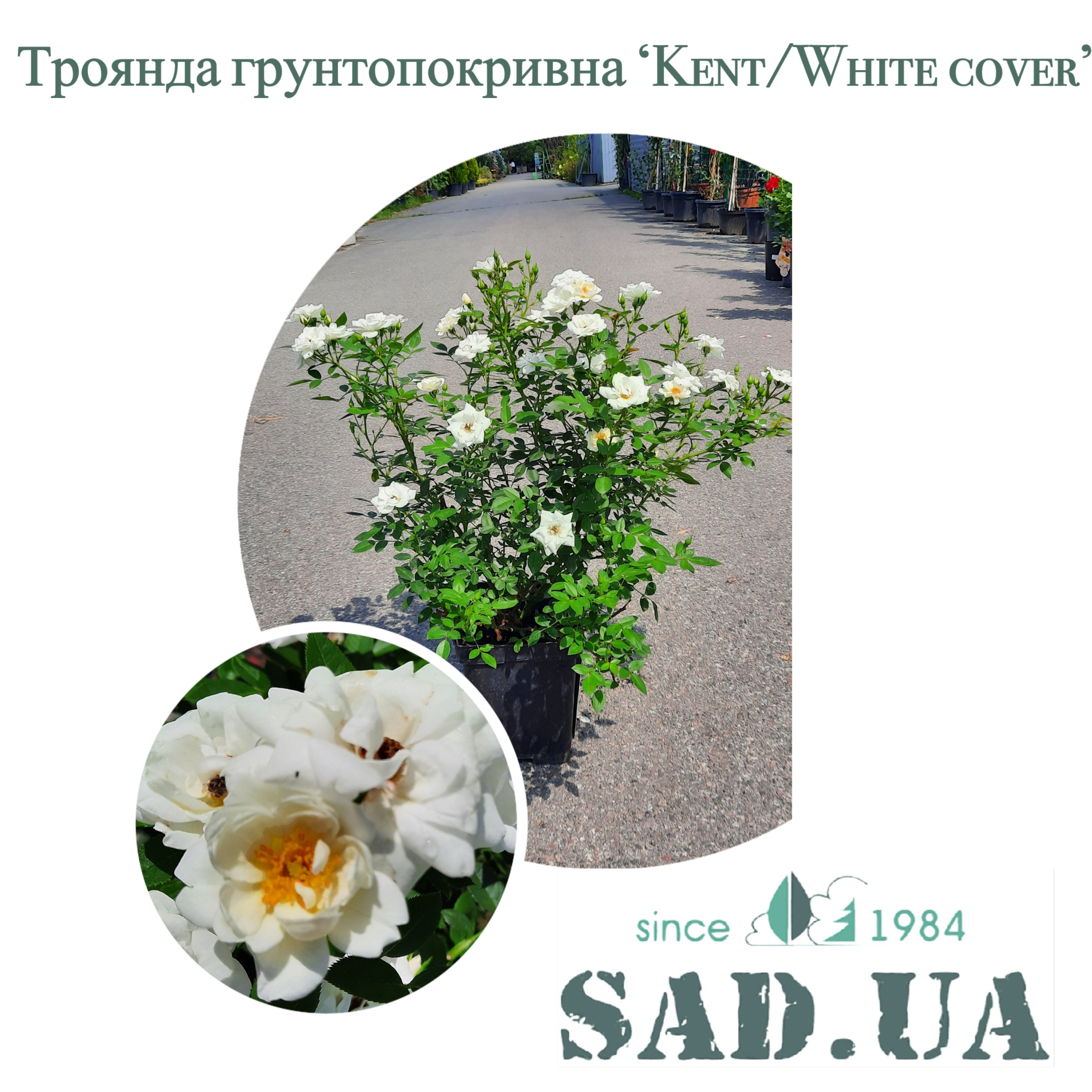 Роза Почвопокровная Kent / White cover 40-60см C5 - 0 - SAD.UA 