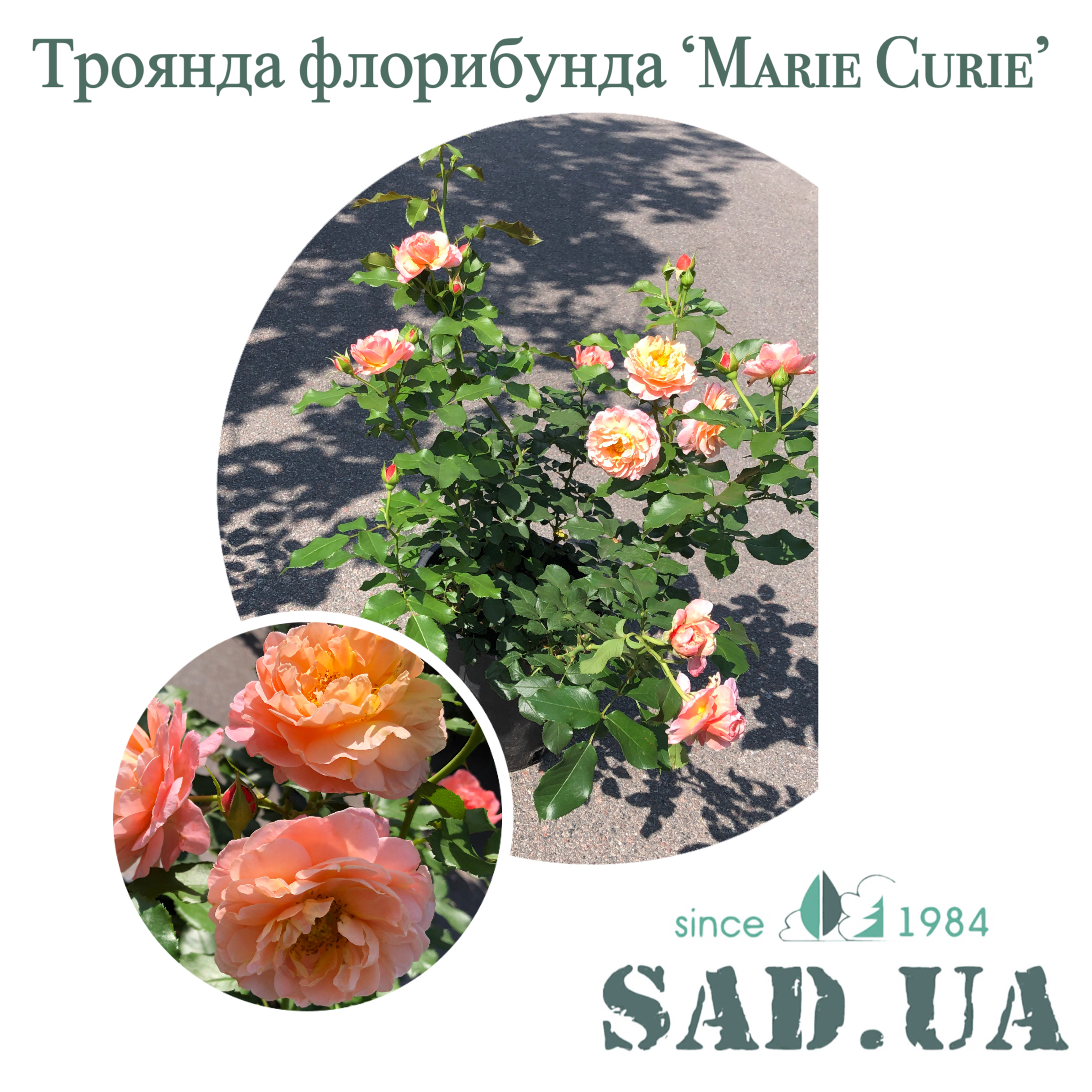 Роза Флорибунда Marie Curie 40-60см C5 - 0 - SAD.UA 