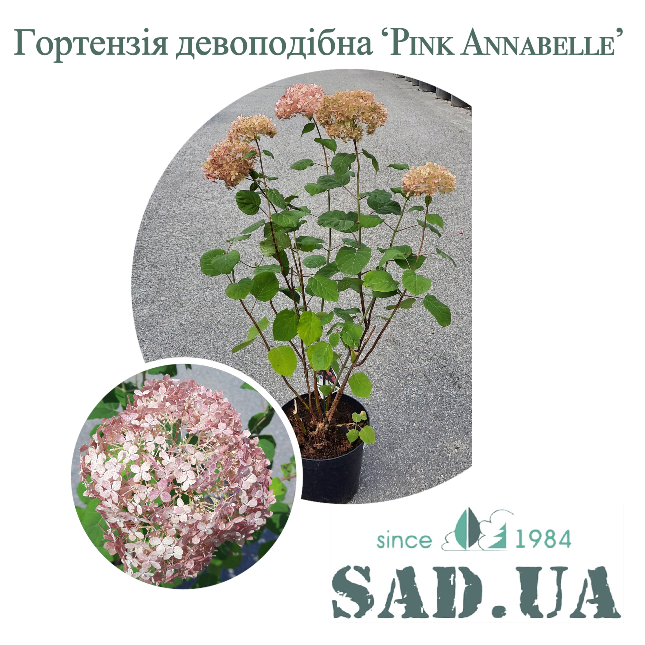 Гортензия Древовидная Pink Annabelle 40-50см, (контейнер 10л) - 0 - SAD.UA 