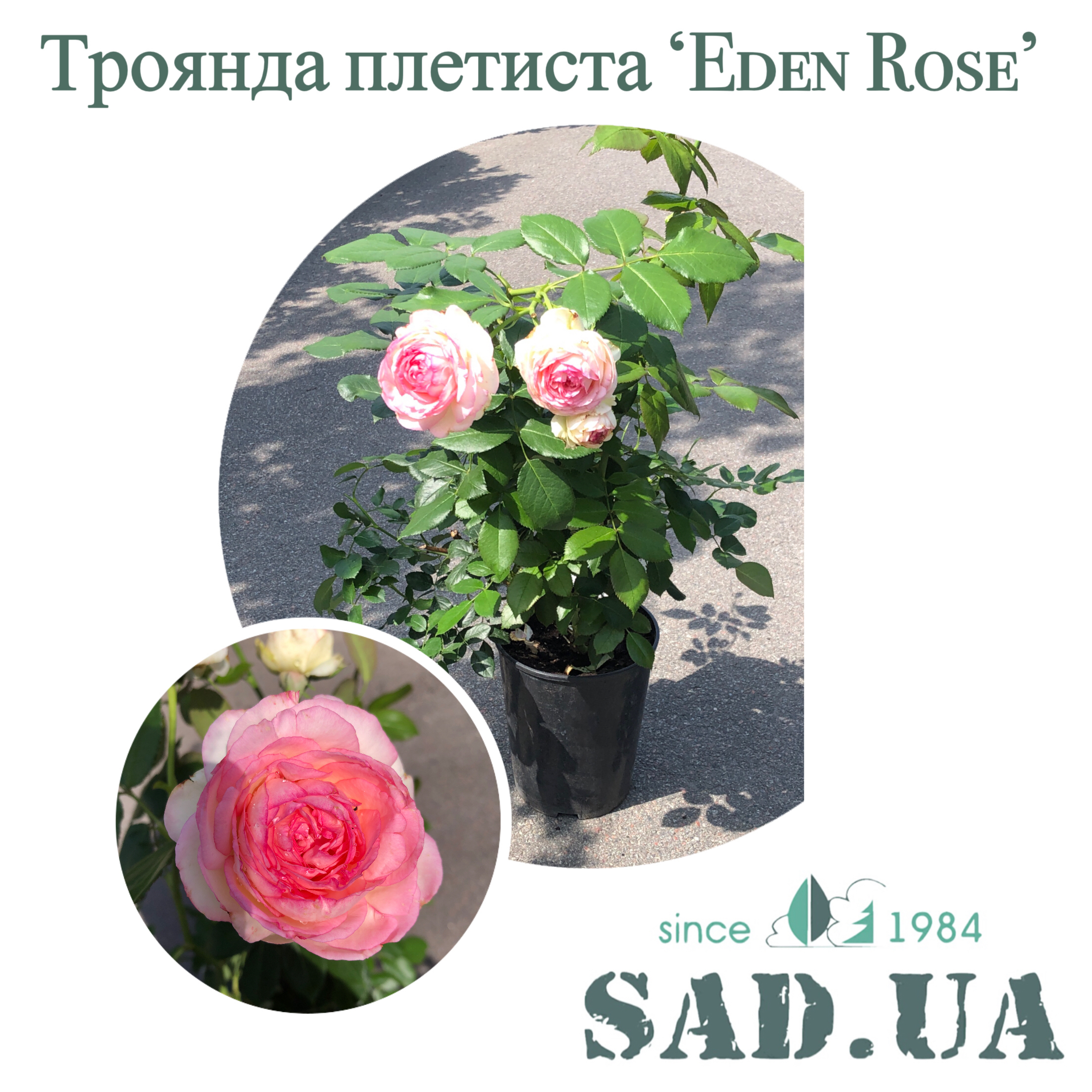 Роза Англиская Eden Rose 40-60см C5 - 0 - SAD.UA 