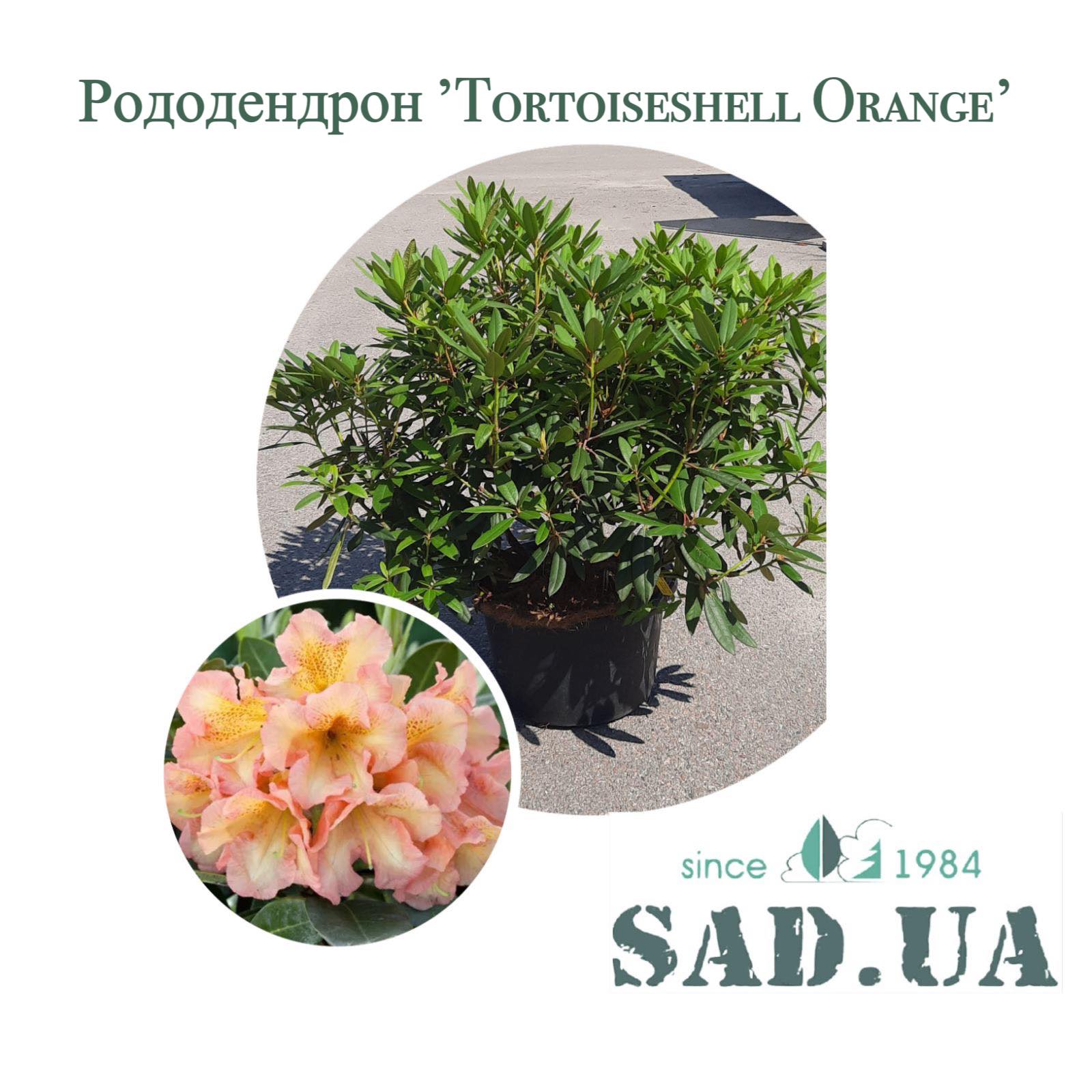 Рододендрон 'Tortoiseshell Orange' 80+см, (контейнер 18л) - 0 - SAD.UA 