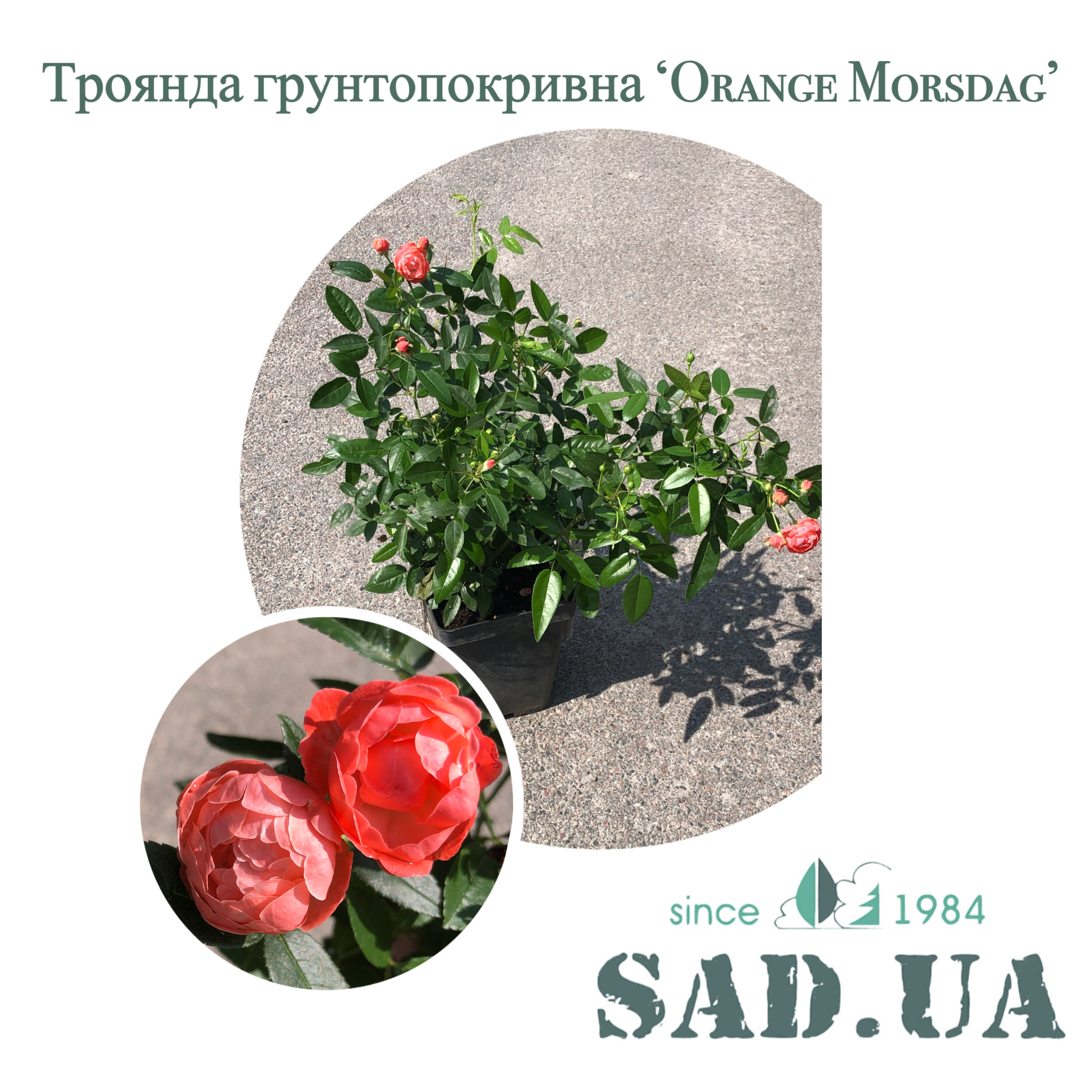 Роза Почвопокровная Orange Morsdag 40-60см C5 - 0 - SAD.UA 