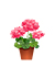 Цветки в горшках для балконов, веранд и помещений.jpg