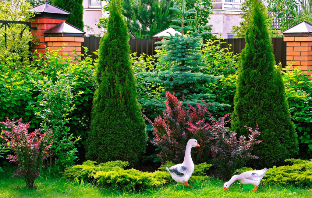 Хвойные растения в ландшафтном дизайне: правильный выбор деревьев для сада в Украине