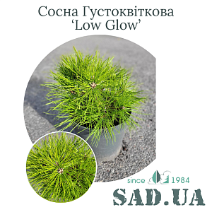 Сосна Густоквіткова Low Glow 15-20см, (конт.3л)