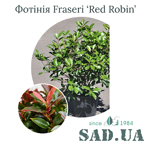 Фотінія Fraseri Red Robin 50-60см, (ф.куля),  конт.18л