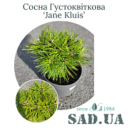 Сосна Густоцветковая Jane Kluis 20-30 см, (конт. 3 л) - SAD.UA#$#Сосна Густоквіткова Jane Kluis 20-30см, (конт.3л) - SAD.UA
