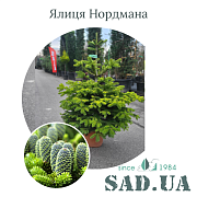 Пихта Нордмана 80-100см, конт.12л - SAD.UA#$#Ялиця Нордмана 80-100см, конт.12л - SAD.UA